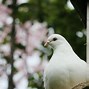 Burung Merpati Hias Warna Putih